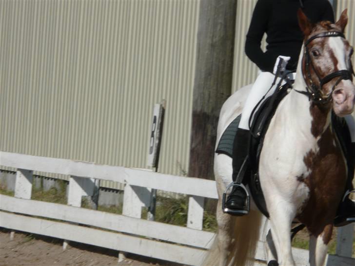 Lyng Ridecenter - Fie Wendel & Picasso billede 55