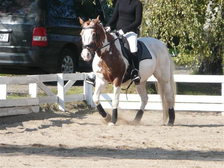 Lyng Ridecenter - Fie Wendel & Picasso billede 56