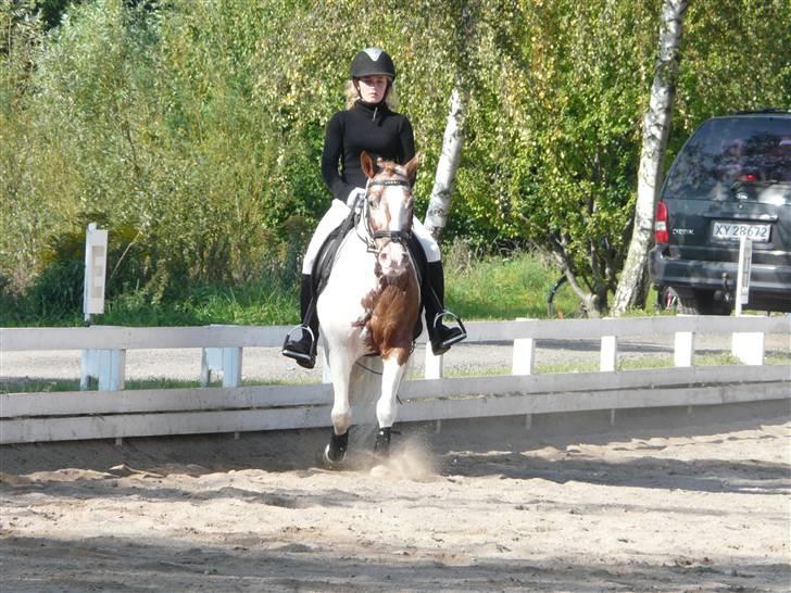 Lyng Ridecenter - Fie Wendel & Picasso billede 57