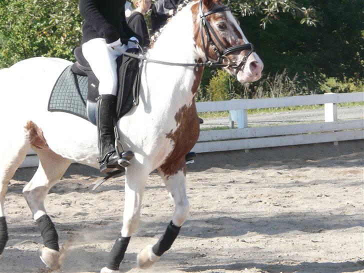 Lyng Ridecenter - Fie Wendel & Picasso billede 61