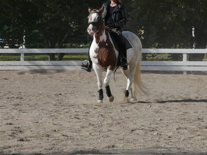 Lyng Ridecenter - Fie Wendel & Picasso billede 62