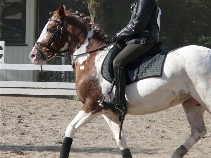 Lyng Ridecenter - Fie Wendel & Picasso billede 64