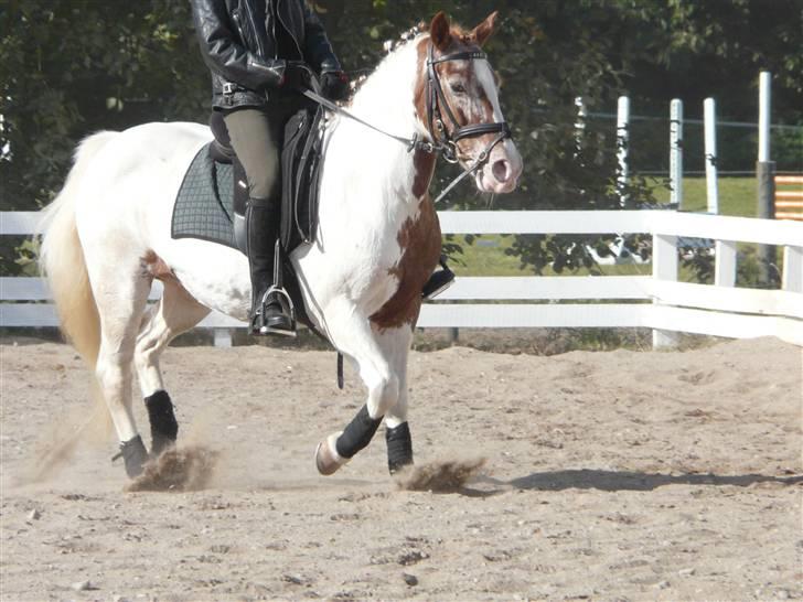 Lyng Ridecenter - Fie Wendel & Picasso billede 65