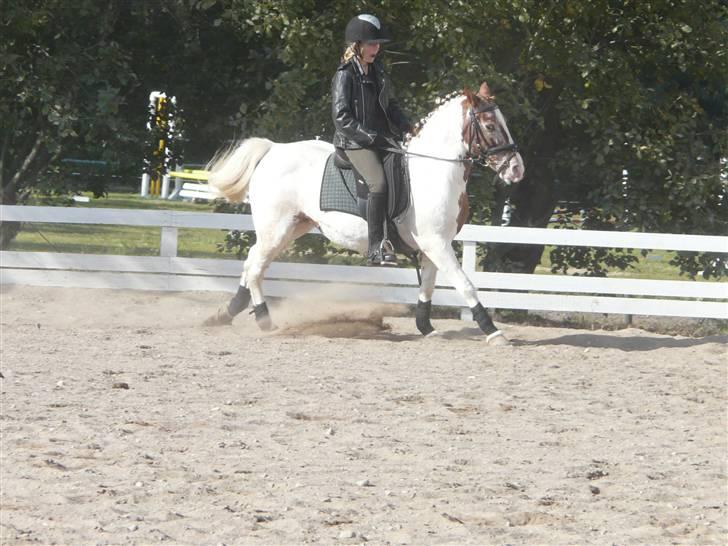 Lyng Ridecenter - Fie Wendel & Picasso billede 67