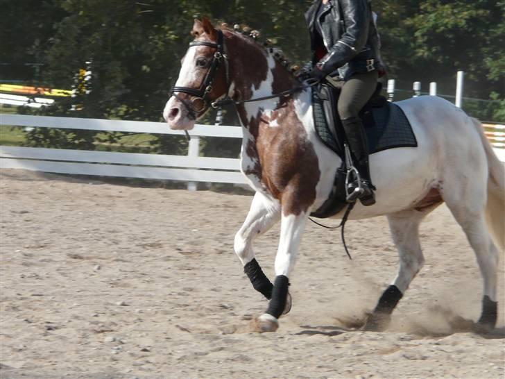 Lyng Ridecenter - Fie Wendel & Picasso billede 68