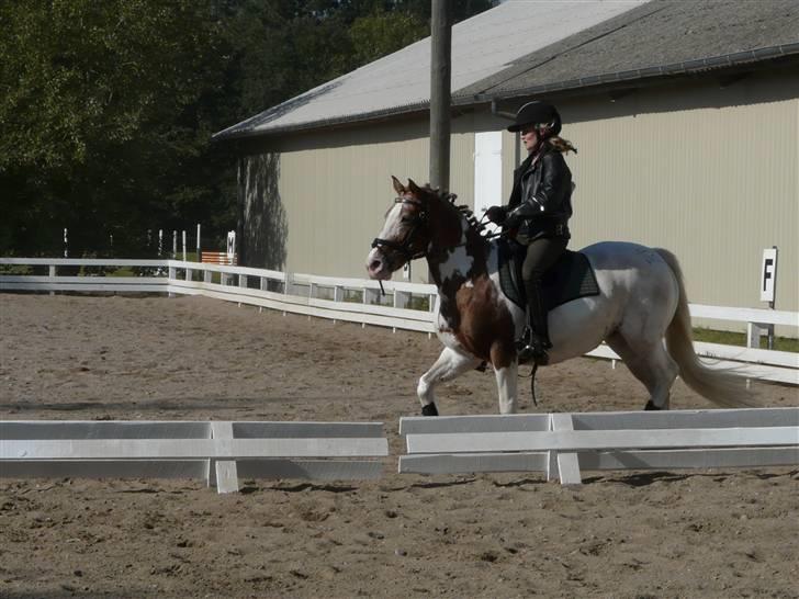 Lyng Ridecenter - Fie Wendel & Picasso billede 70