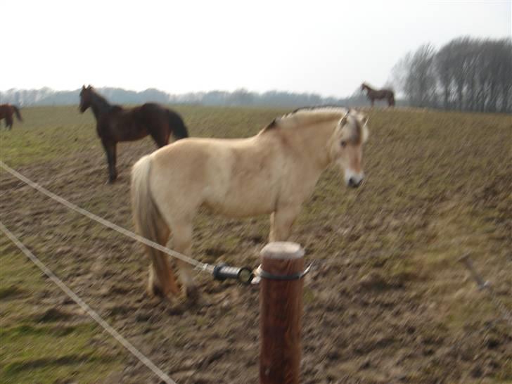 Hestevognstur billede 61