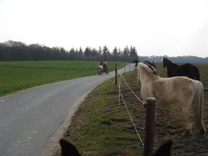 Hestevognstur billede 62
