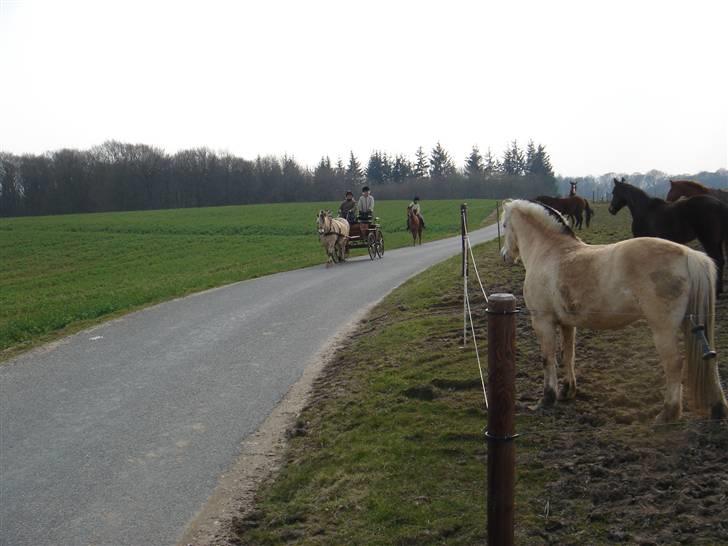Hestevognstur billede 63
