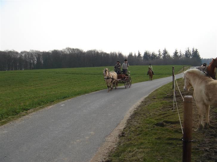 Hestevognstur billede 64