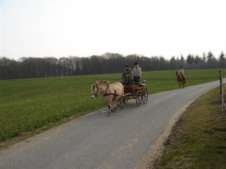 Hestevognstur billede 65