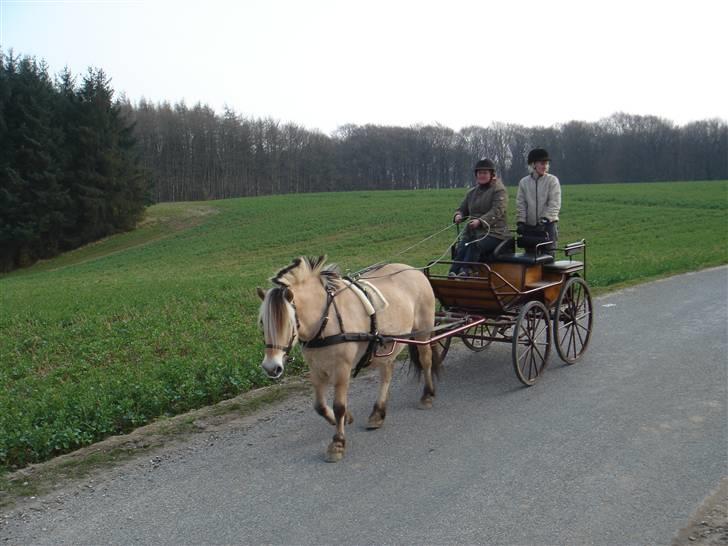 Hestevognstur billede 66