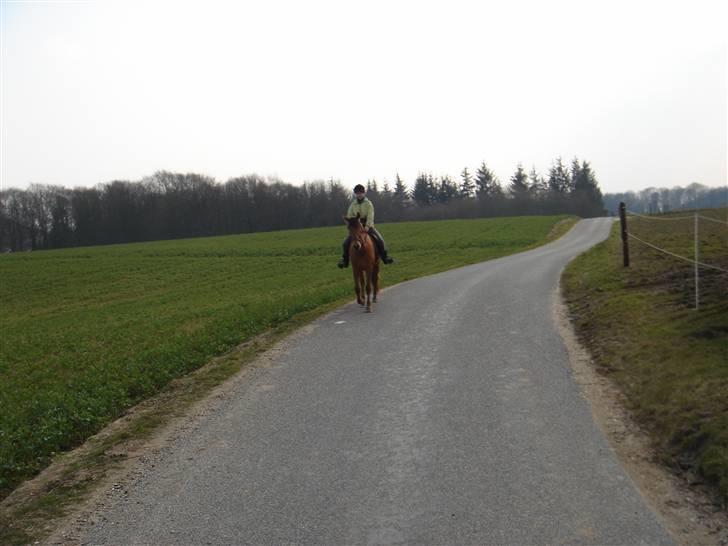 Hestevognstur billede 67