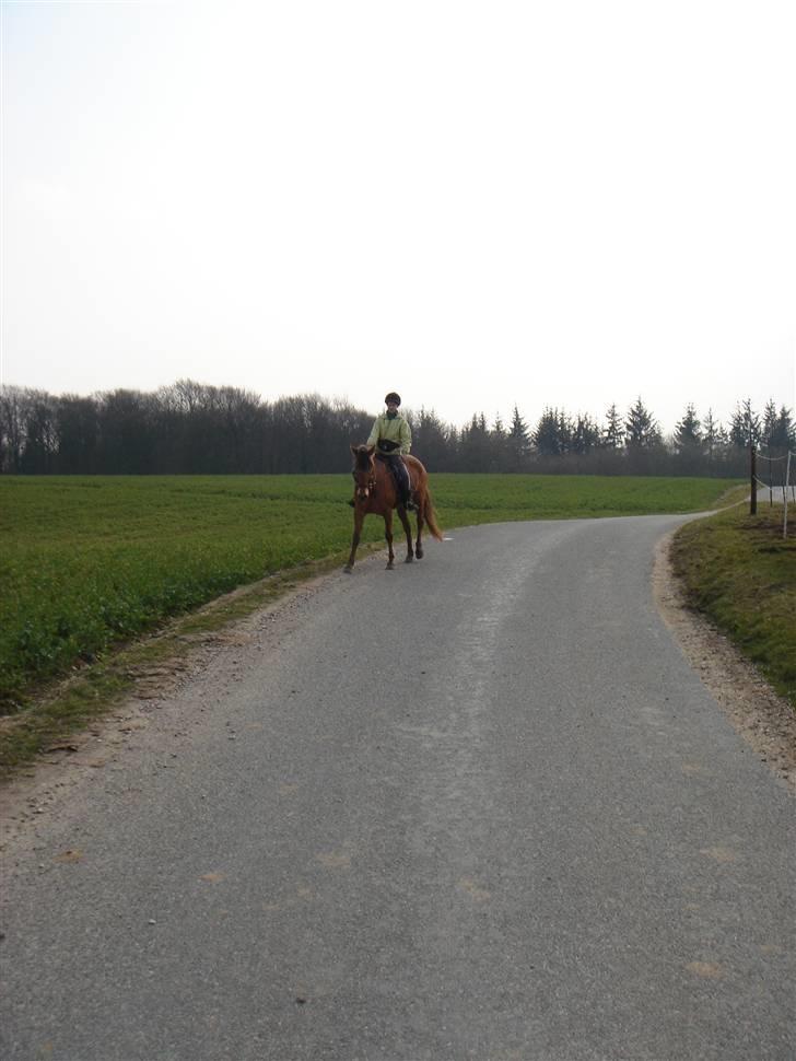 Hestevognstur billede 68