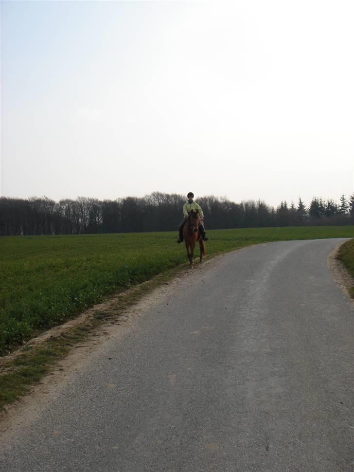 Hestevognstur billede 69