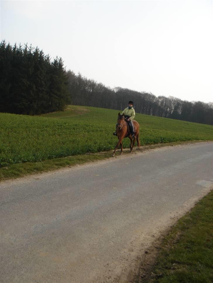 Hestevognstur billede 70