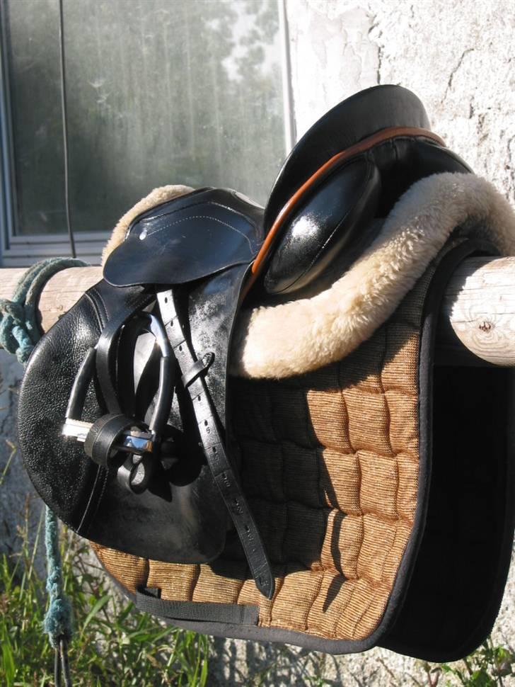 Passier Young Winner - STJÅLET billede 5