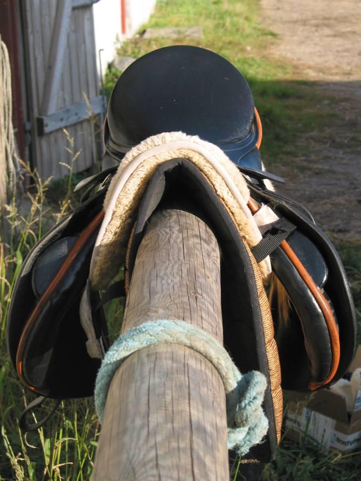 Passier Young Winner - STJÅLET billede 7