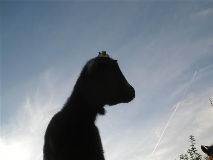 Min ged  - Heej :D nyd synet af min lille ven :Å billede 1