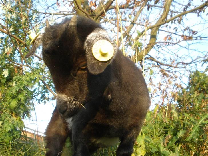 Min ged  - Her æder hun lidt tørt græs , hun æder stort set alt ? ;) billede 2