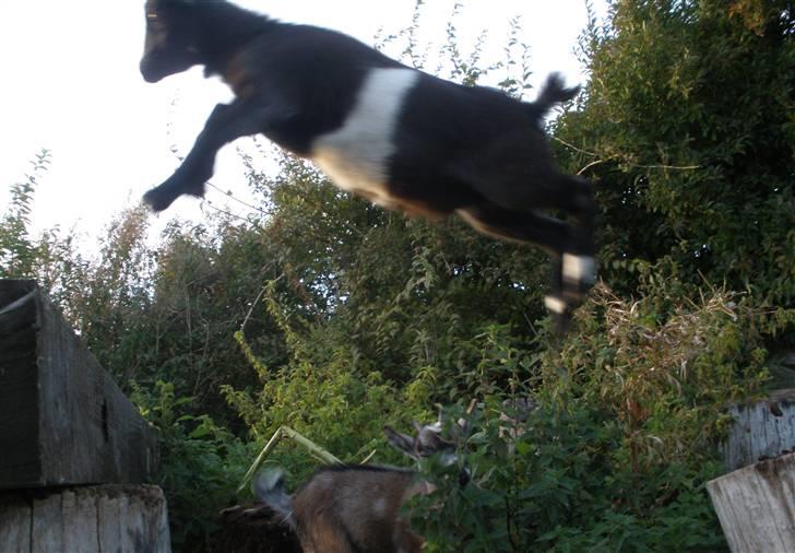 Min ged  - Jaaaa...? hun er ret syg til at springe! billede 3