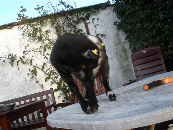 Min ged  - Her er hun oppe på bordet , hun er smidig billede 4