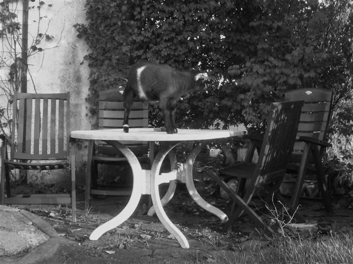 Min ged  - Når det klør så skal man klø;) billede 5