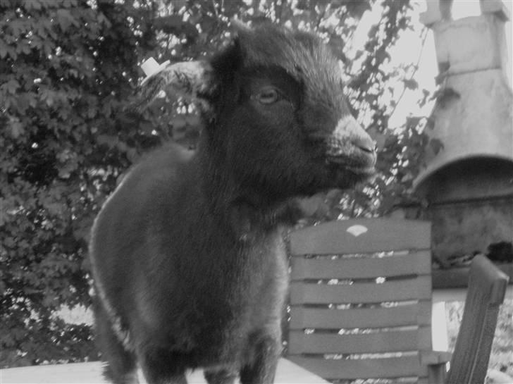 Min ged  - Hihi , min lille model ged XD billede 6