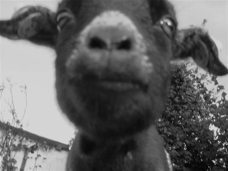 Min ged  - HAHAHA hvor grim kan man være  ? sys det var så genialt det måtte ind :P billede 7