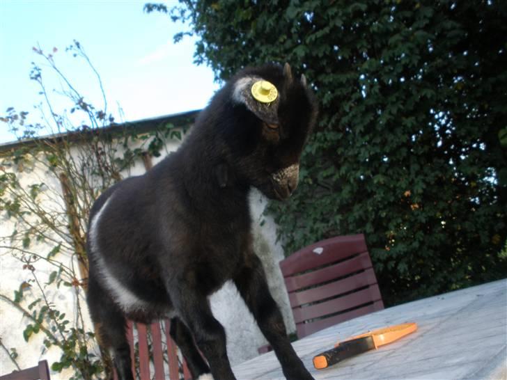 Min ged  - Klør sig lige på bringen ;D billede 8