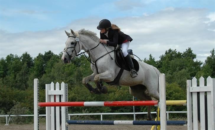 Tidligere hest, Lidria billede 1