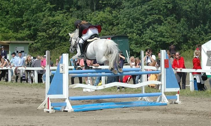 Tidligere hest, Lidria billede 5