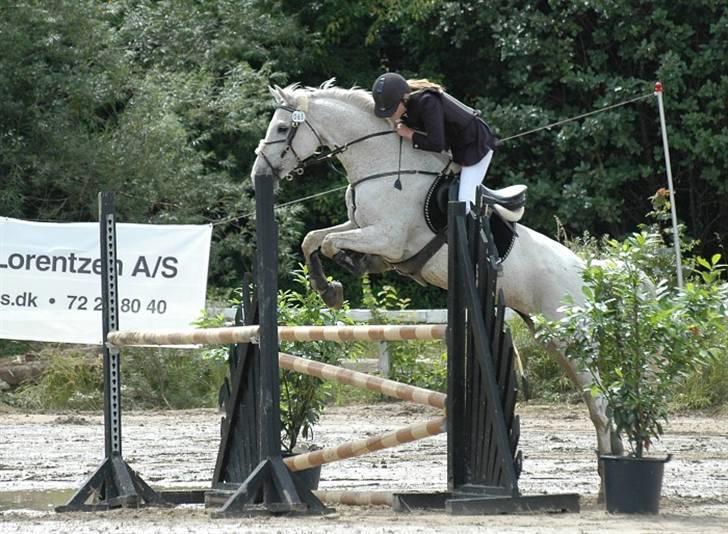 Tidligere hest, Lidria billede 7