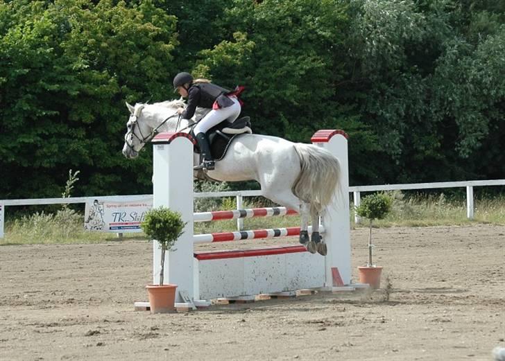 Tidligere hest, Lidria billede 8