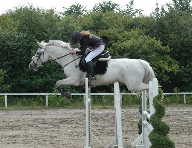 Tidligere hest, Lidria billede 9