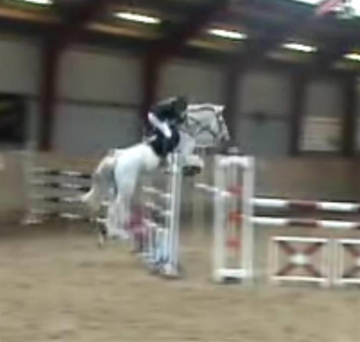 Tidligere hest, Lidria billede 11