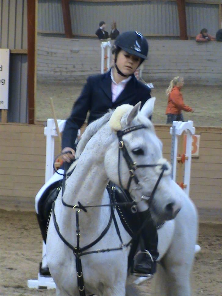 Tidligere hest, Lidria billede 12