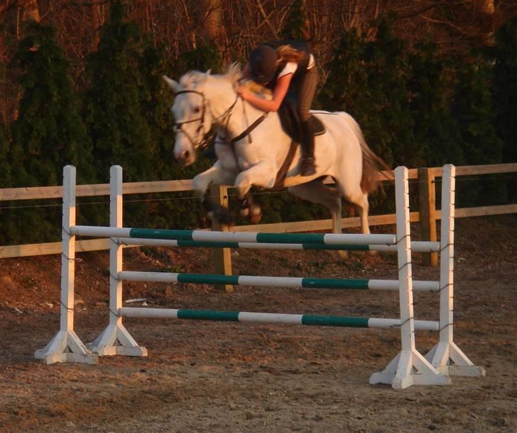 Tidligere hest, Lidria billede 13