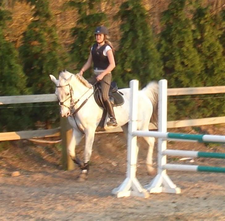 Tidligere hest, Lidria billede 14