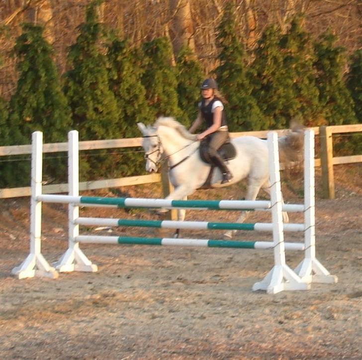 Tidligere hest, Lidria billede 15