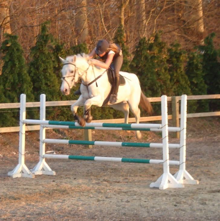 Tidligere hest, Lidria billede 16