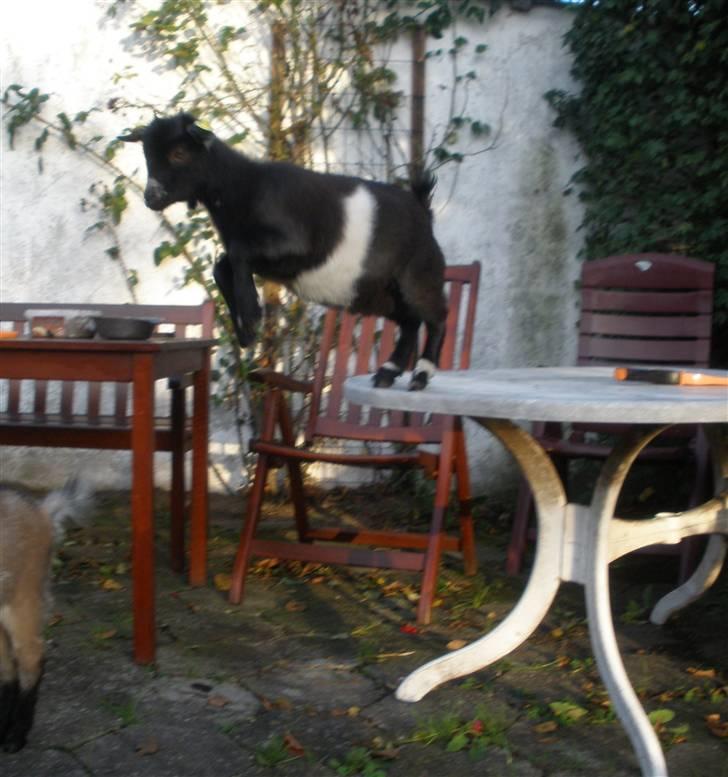 Min ged  - Triks : Spring , her springer hun , plejer at bruge et rigtig spring ;P billede 9