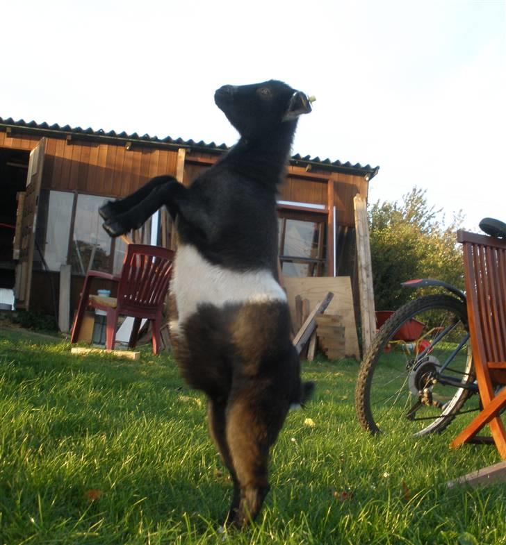 Min ged  - Triks : Danse , her danser hun , hun elsker at danse nogen gange danser hun uden jeg siger danse billede 10