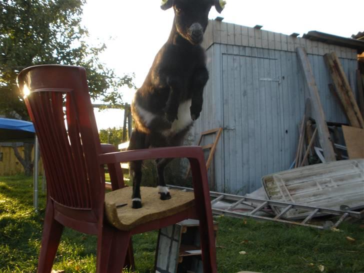Min ged  - Her springer hun ned fra en stol , ja , hun er frygtløs! ;D billede 11