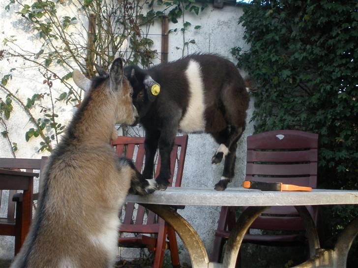 Min ged  - Her snakker hun med sin veninde Helle billede 12