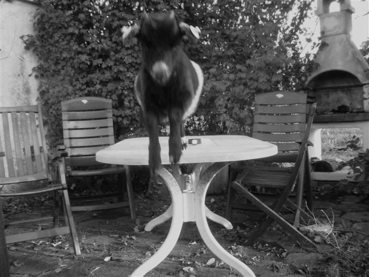 Min ged  - Haha , min lille sygo ged var ved at gå væk fra hende , så mæher hun helt vildt og springer efterXD billede 13