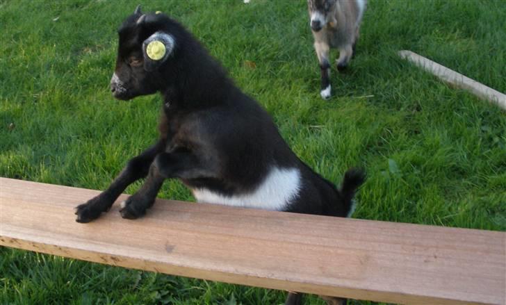 Min ged  - På vej op på linen :P hun ELSKER den billede 14