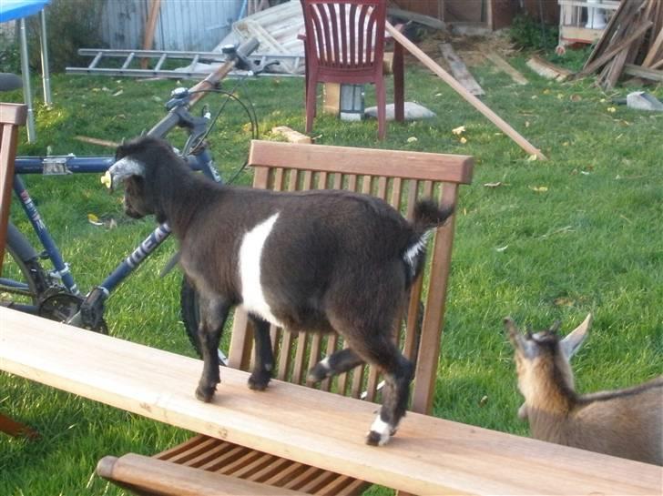 Min ged  - Her går hun lidt på line :P billede 15