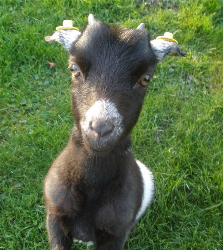 Min ged  - Hehe , min lille prinsesse billede 16