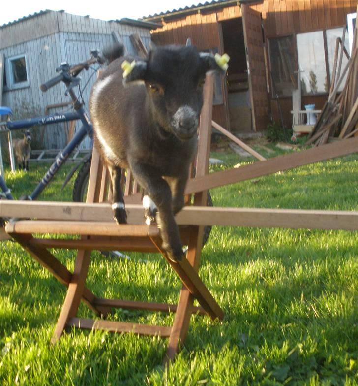 Min ged  - Ned fra linen :P billede 17